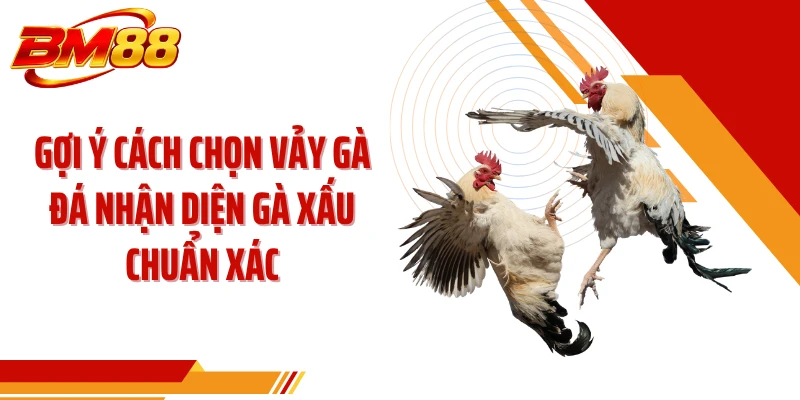 Gợi ý cách chọn vảy gà đá nhận diện gà xấu chuẩn xác